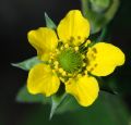 Geum urbanum